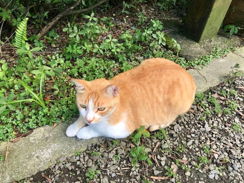 瑞芳景點-猴硐貓村-好吃的瑞芳美食-容環有味