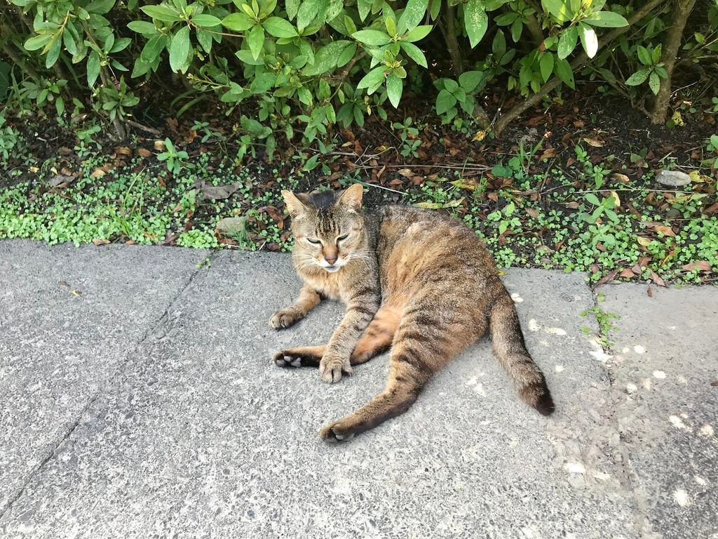 瑞芳景點-猴硐貓村-好吃的瑞芳美食-容環有味