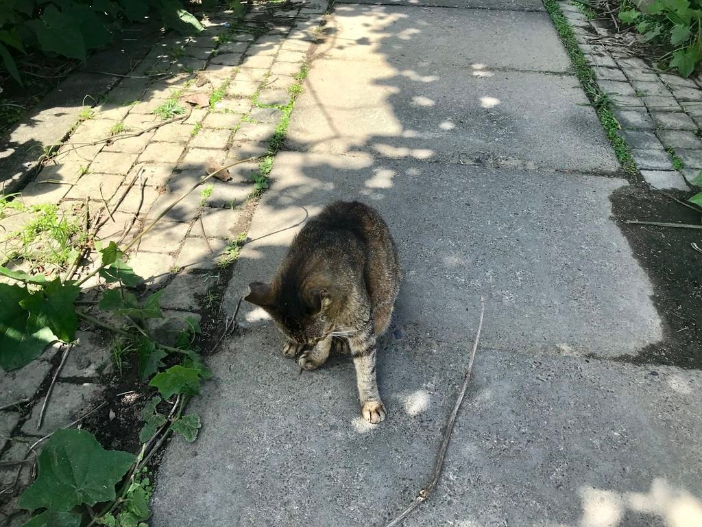 瑞芳景點-猴硐貓村-好吃的瑞芳美食-容環有味