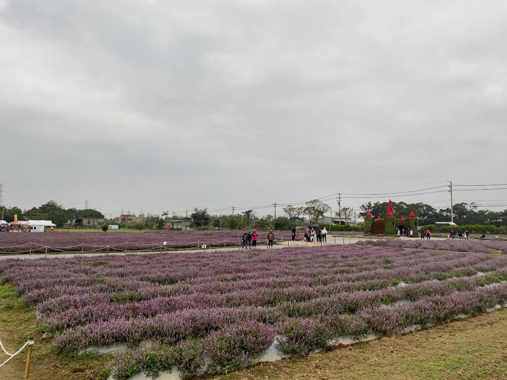 桃園楊梅景點-桃園仙草花節，超美的紫色花海，彷彿置身南法來趟紫爆仙境遊