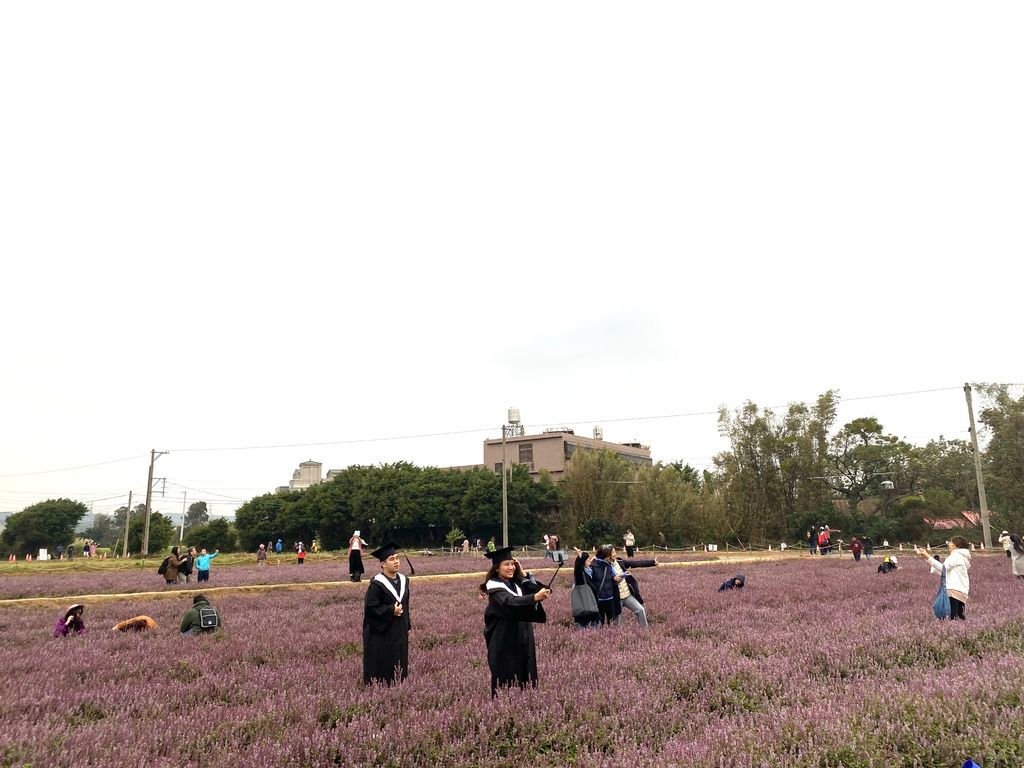 桃園楊梅景點-桃園仙草花節，超美的紫色花海，彷彿置身南法來趟紫爆仙境遊