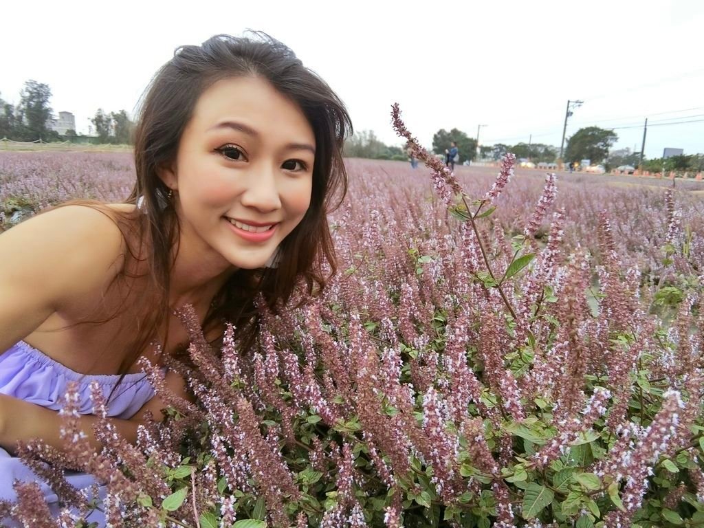 桃園楊梅景點-桃園仙草花節，超美的紫色花海，彷彿置身南法來趟紫爆仙境遊