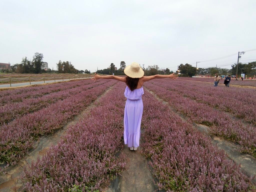 桃園楊梅景點-桃園仙草花節，超美的紫色花海，彷彿置身南法來趟紫爆仙境遊