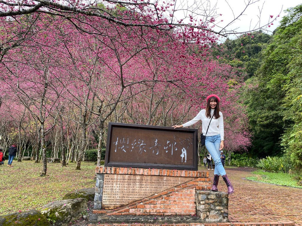 2021櫻花季!宜蘭賞櫻祕境!台七甲八重櫻花林的櫻緣青邨【丁小羽旅遊篇】