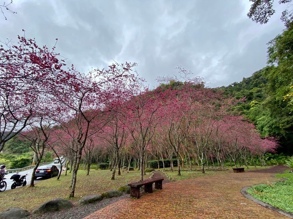 2021櫻花季!宜蘭賞櫻祕境!台七甲八重櫻花林的櫻緣青邨【丁小羽旅遊篇】