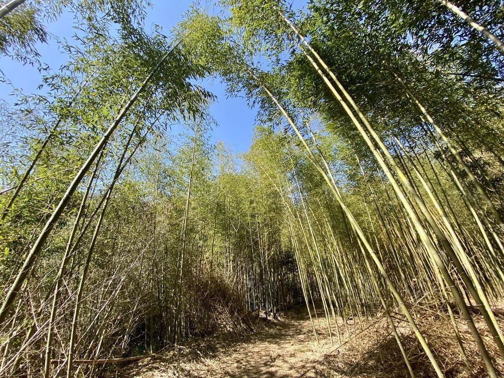 新竹野溪溫泉-隱藏在山林中的露天包廂，在泰崗溫泉泡湯