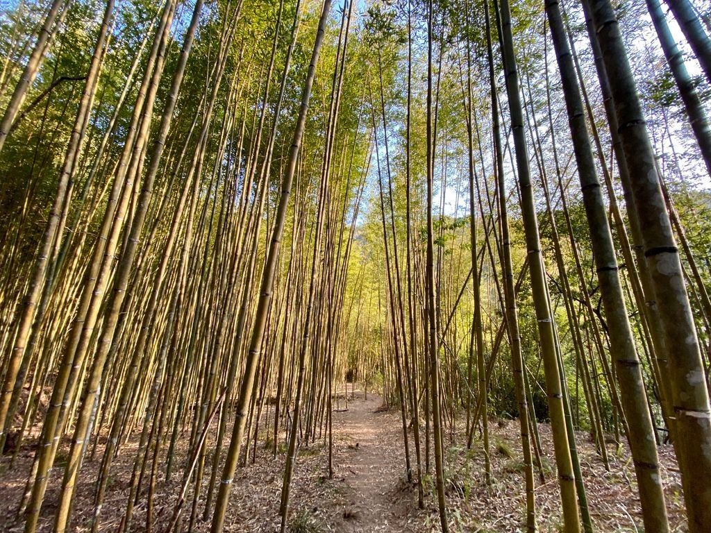 新竹野溪溫泉-隱藏在山林中的露天包廂，在泰崗溫泉泡湯