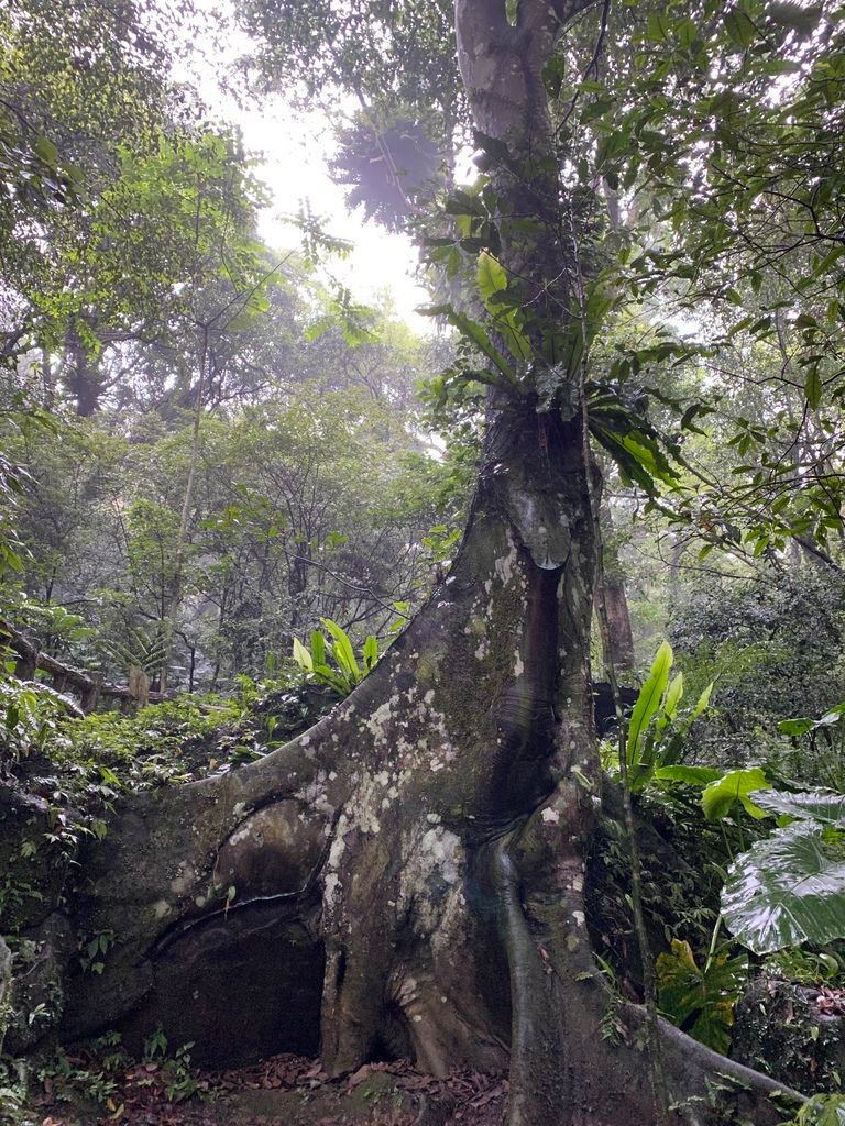 三峽景點-台灣唯一的亞熱帶雨林步道，大板根森林步道