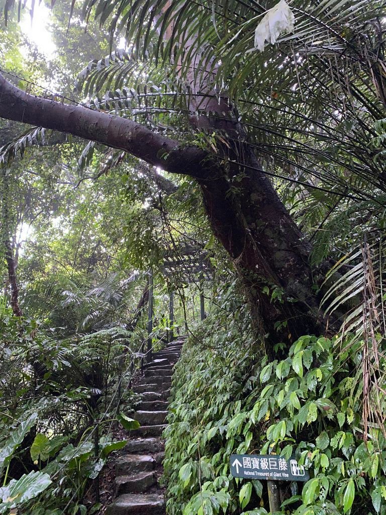 三峽景點-台灣唯一的亞熱帶雨林步道，大板根森林步道