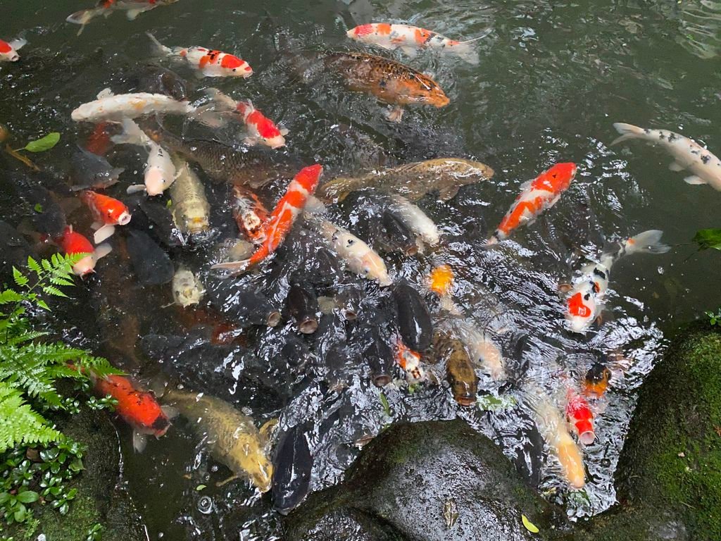 三峽景點-台灣唯一的亞熱帶雨林步道，大板根森林步道