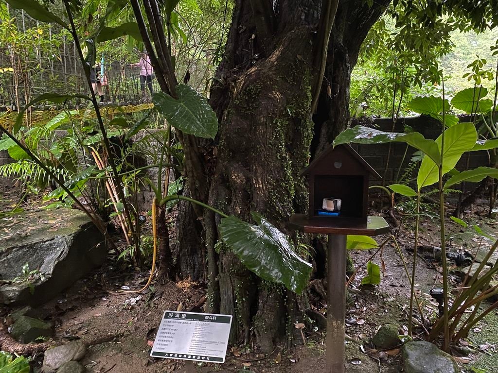 三峽景點-台灣唯一的亞熱帶雨林步道，大板根森林步道