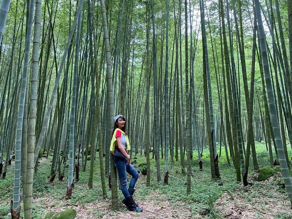 南投鹿谷景點-南投竹林秘境-孟宗竹林古戰場、長源圳生態步道