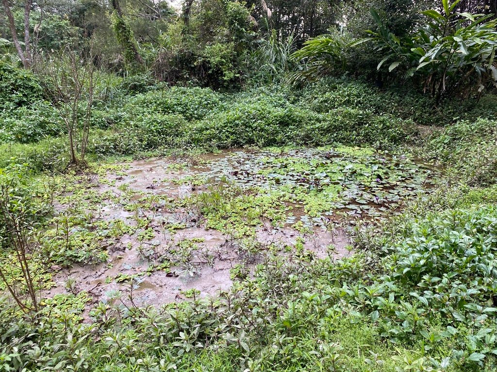 新店登山步道-和美山登山步道，遠看碧潭風景，賞螢火蟲的好地方