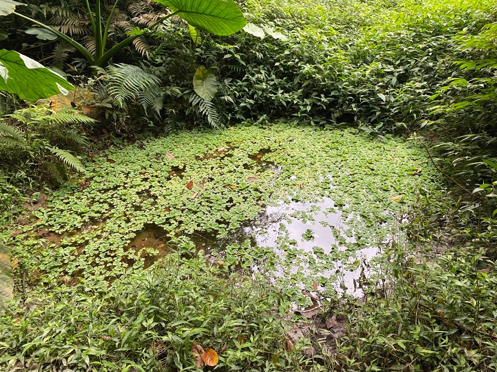 新店登山步道-和美山登山步道，遠看碧潭風景，賞螢火蟲的好地方