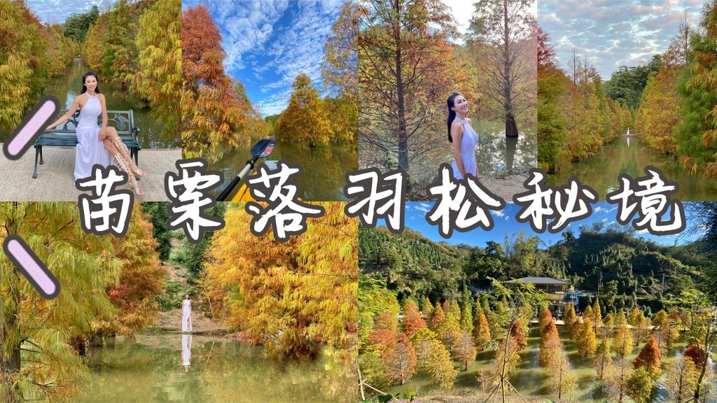 苗栗三灣景點-苗栗三灣落羽松莊園，又美又夢幻的落羽松秘境