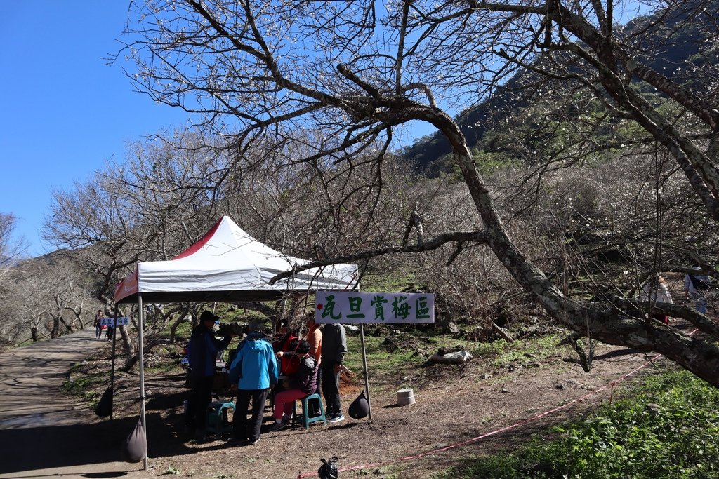 南投仁愛鄉賞梅秘境！一起來仁愛鄉互助國小旁彭家梅園賞梅花