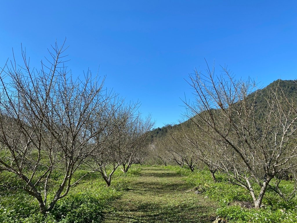 南投梅花景點-一起來仁愛鄉互助國小旁袁家梅園賞梅花