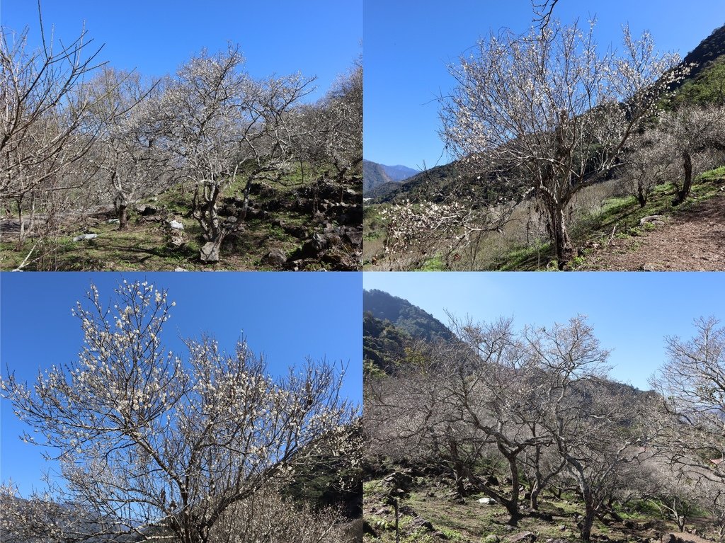 南投仁愛鄉賞梅秘境！一起來仁愛鄉互助國小旁彭家梅園賞梅花