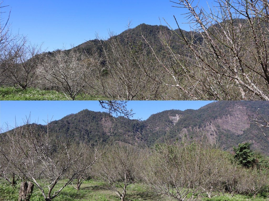 南投梅花景點-一起來仁愛鄉互助國小旁袁家梅園賞梅花