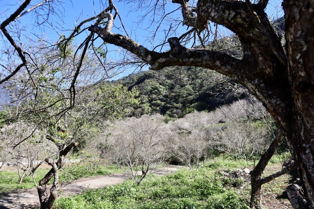 南投梅花景點-一起來仁愛鄉互助國小旁袁家梅園賞梅花