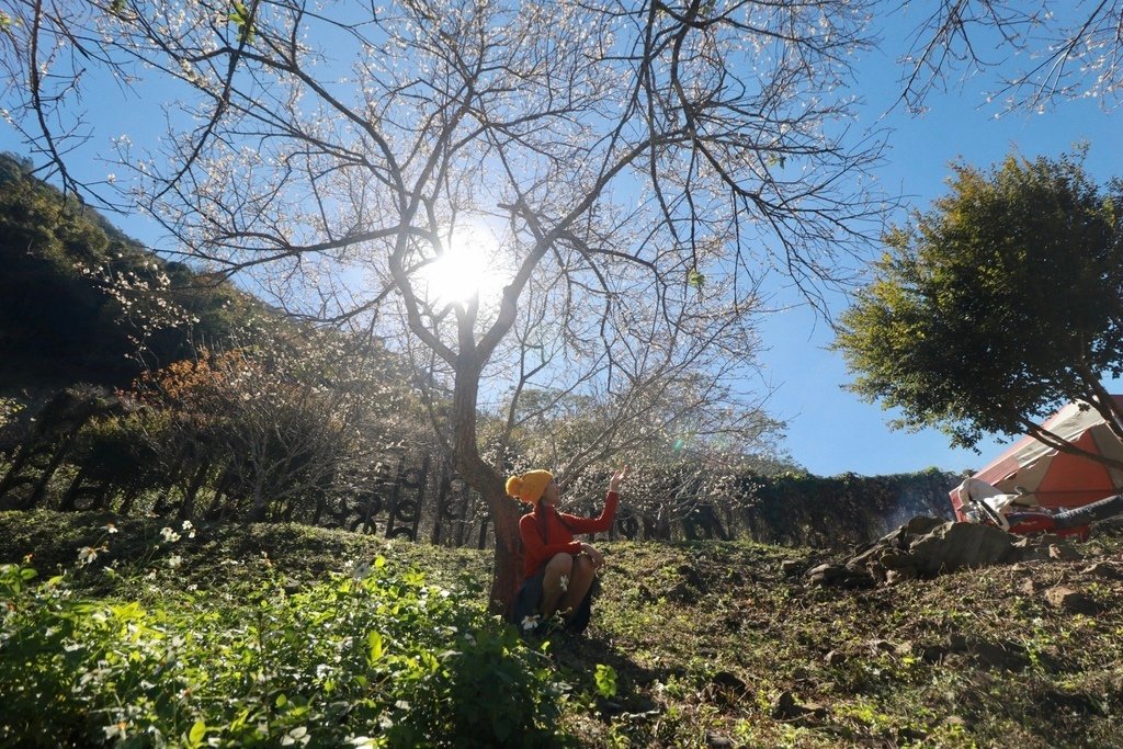 南投梅花景點-一起來仁愛鄉互助國小旁袁家梅園賞梅花