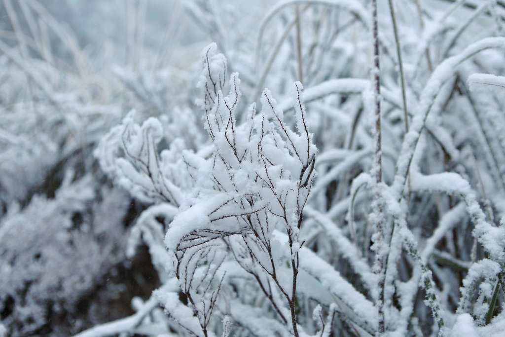 宜蘭大同鄉景點-來台7甲線思源埡口，欣賞被雪包覆的銀白森林