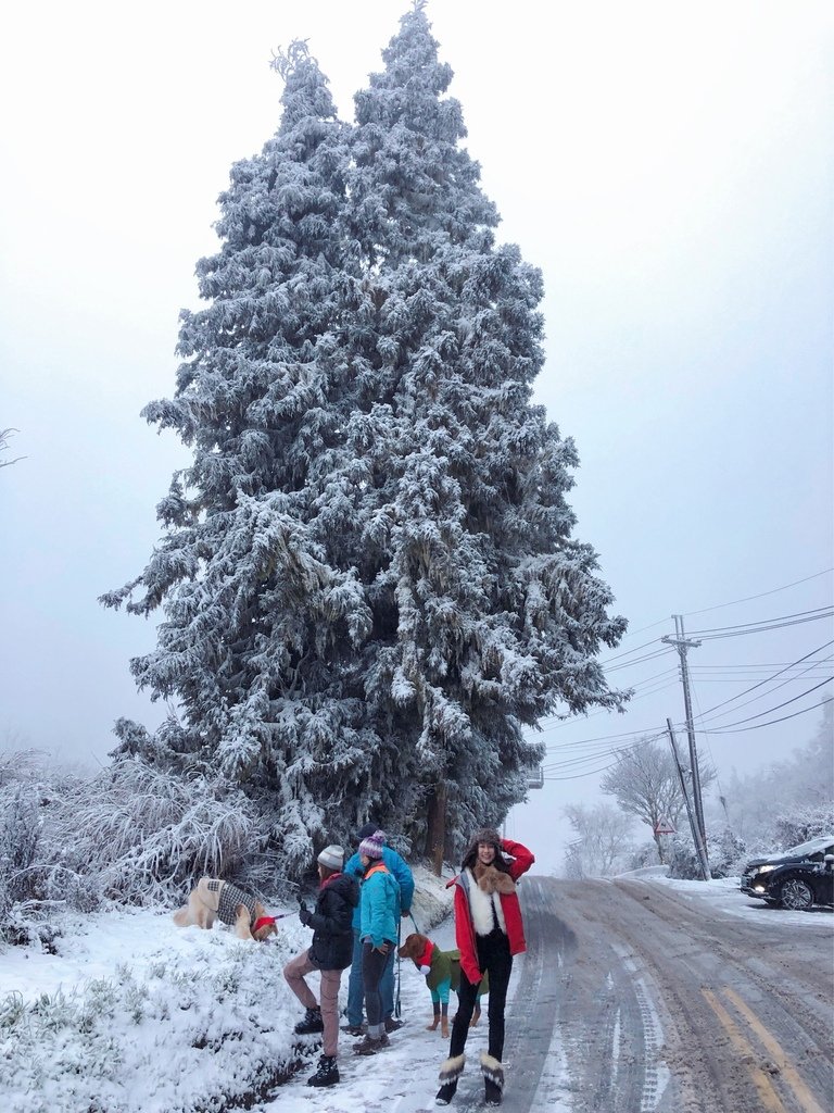 宜蘭大同鄉景點-來台7甲線思源埡口，欣賞被雪包覆的銀白森林