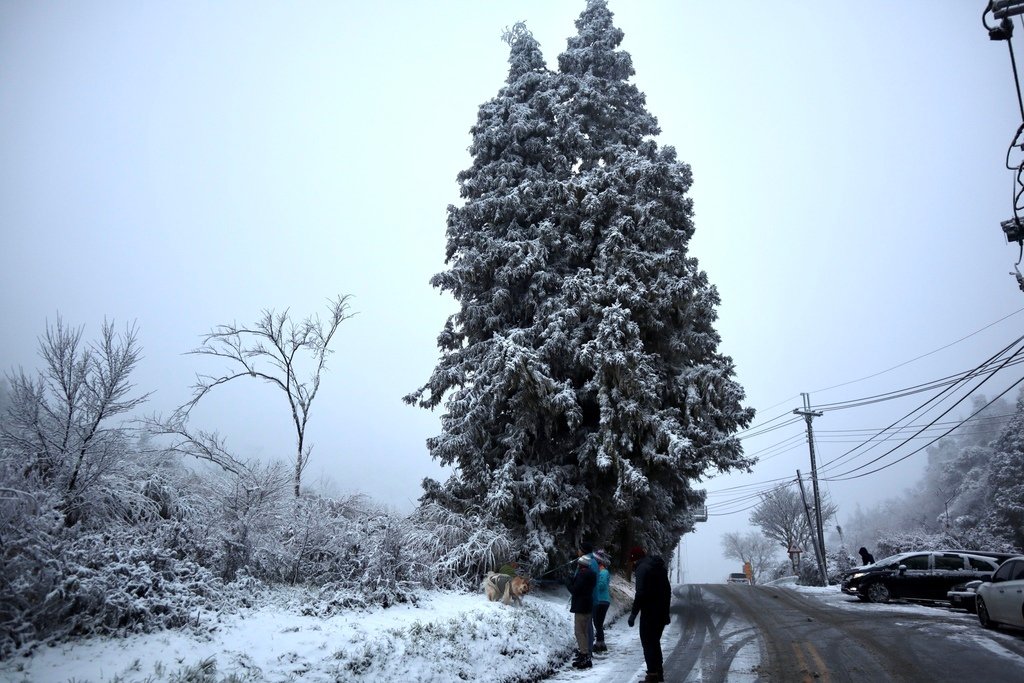 宜蘭大同鄉景點-來台7甲線思源埡口，欣賞被雪包覆的銀白森林