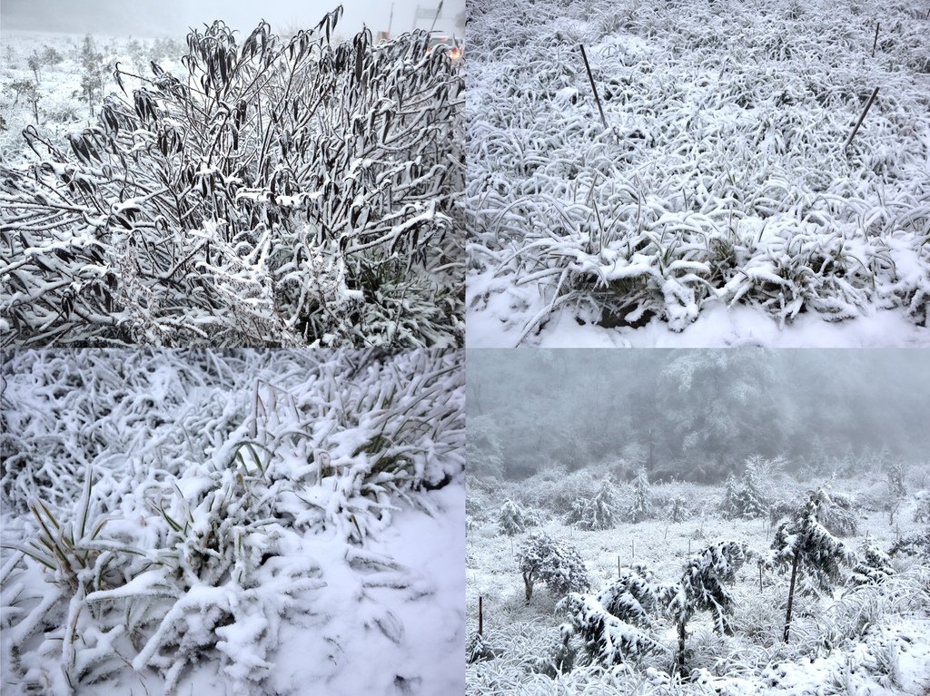 宜蘭大同鄉景點-來台7甲線思源埡口，欣賞被雪包覆的銀白森林