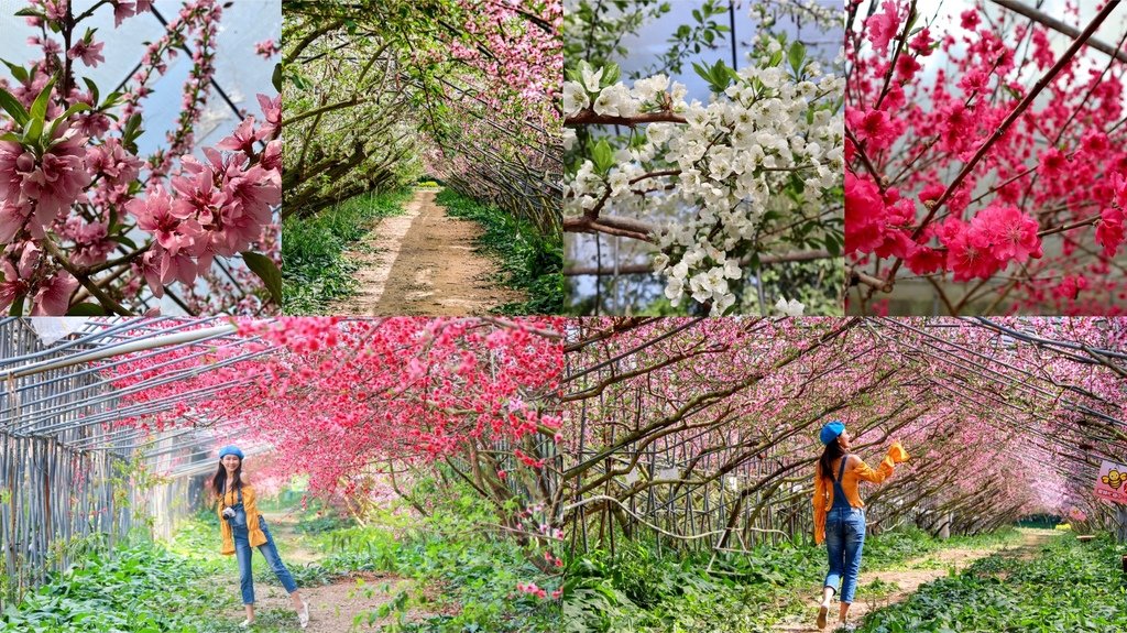 不能錯過的南投仁愛鄉景點-到國立臺灣大學山地實驗農場(台大梅峰農場)欣賞超美桃花廊、採水蜜桃