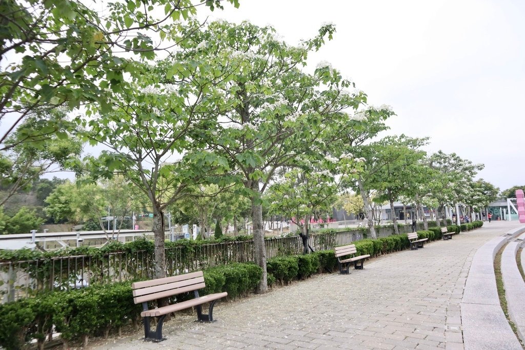 苗栗銅鑼景點-到好客公園欣賞油桐花！來趟白色浪漫的苗栗一日遊