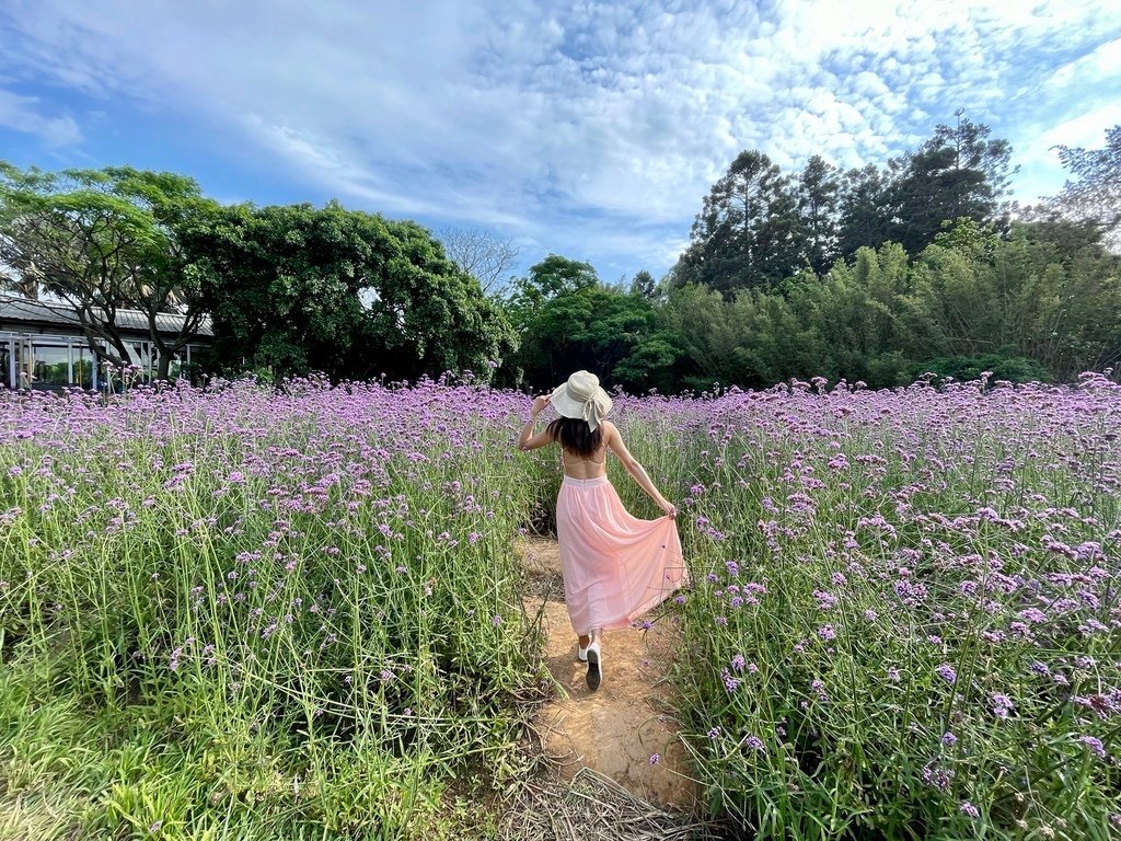 桃園觀音景點-一起跟丁小羽來青林農場欣賞漂亮的馬鞭草