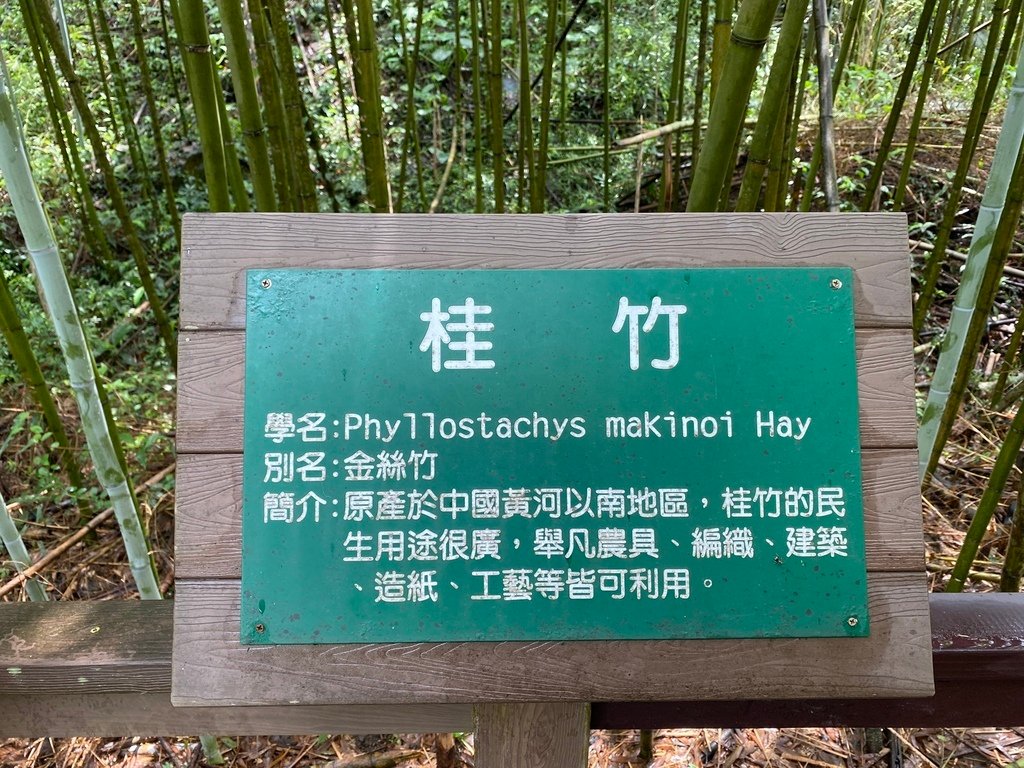 南投竹山景點-跟著丁小羽一起去瑞龍瀑布，走訪的瑞龍吊橋、桂竹林棧道