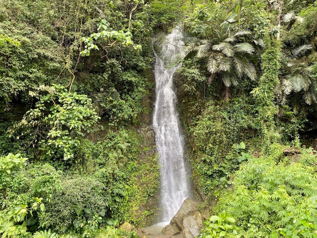 南投竹山景點-跟著丁小羽一起去瑞龍瀑布，走訪的瑞龍吊橋、桂竹林棧道