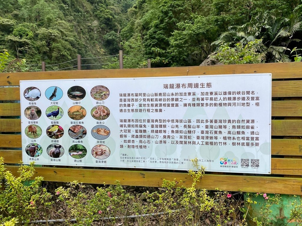 南投竹山景點-跟著丁小羽一起去瑞龍瀑布，走訪的瑞龍吊橋、桂竹林棧道