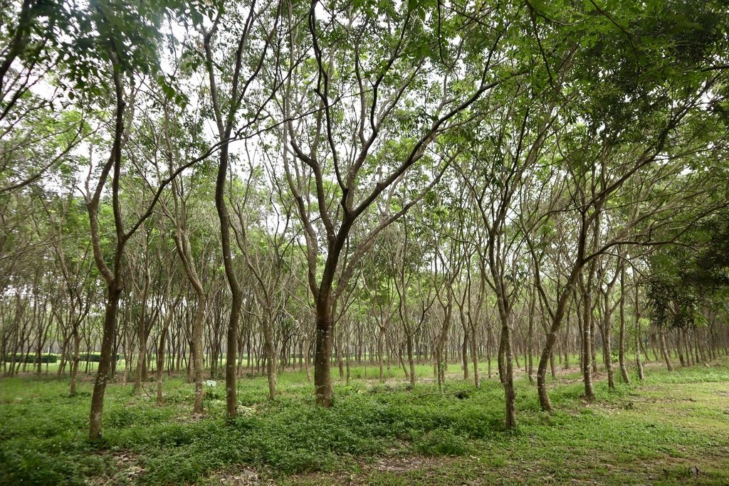 我們一起更親近大自然！丁小羽帶妳去屏東潮州景點-林後四林平地森林園區