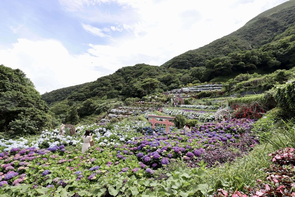 跟著丁小羽去陽明山竹子湖賞繡球花！出發曹家花田香，賞繡球花的好去處