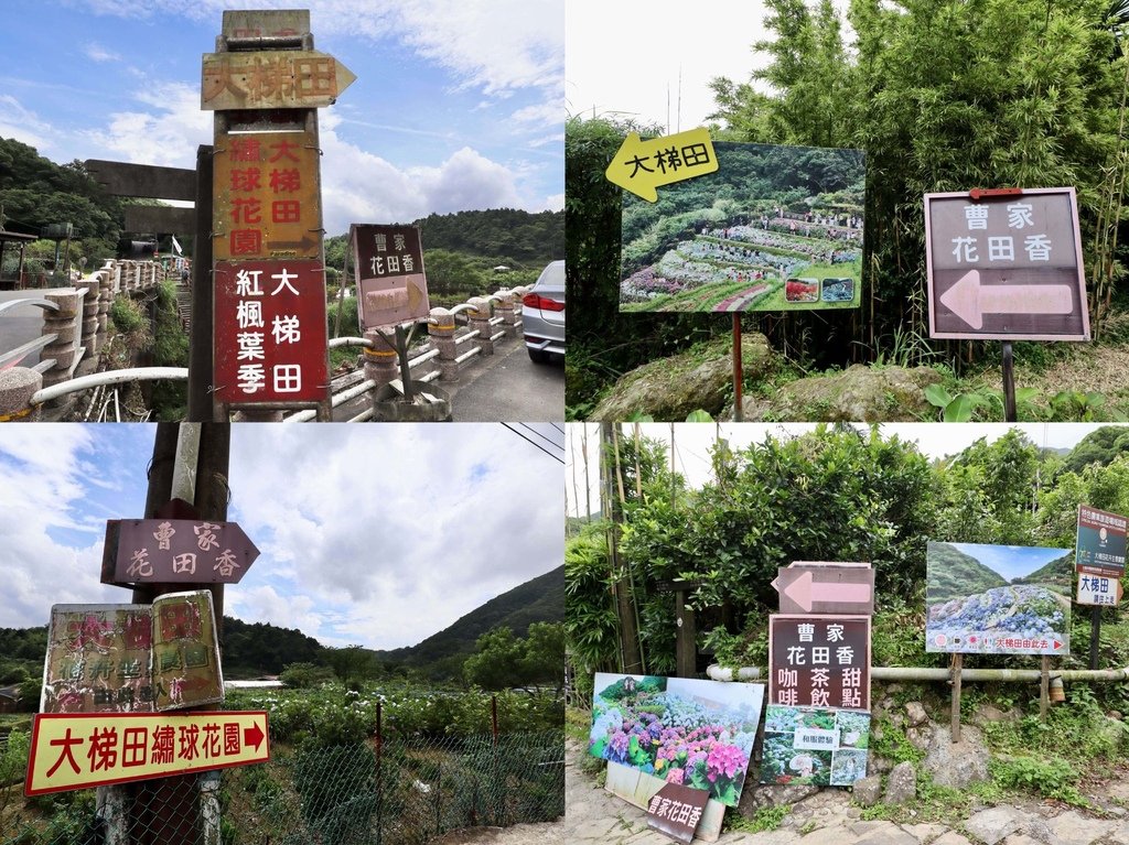 跟著丁小羽去陽明山竹子湖賞繡球花！出發曹家花田香，賞繡球花的好去處