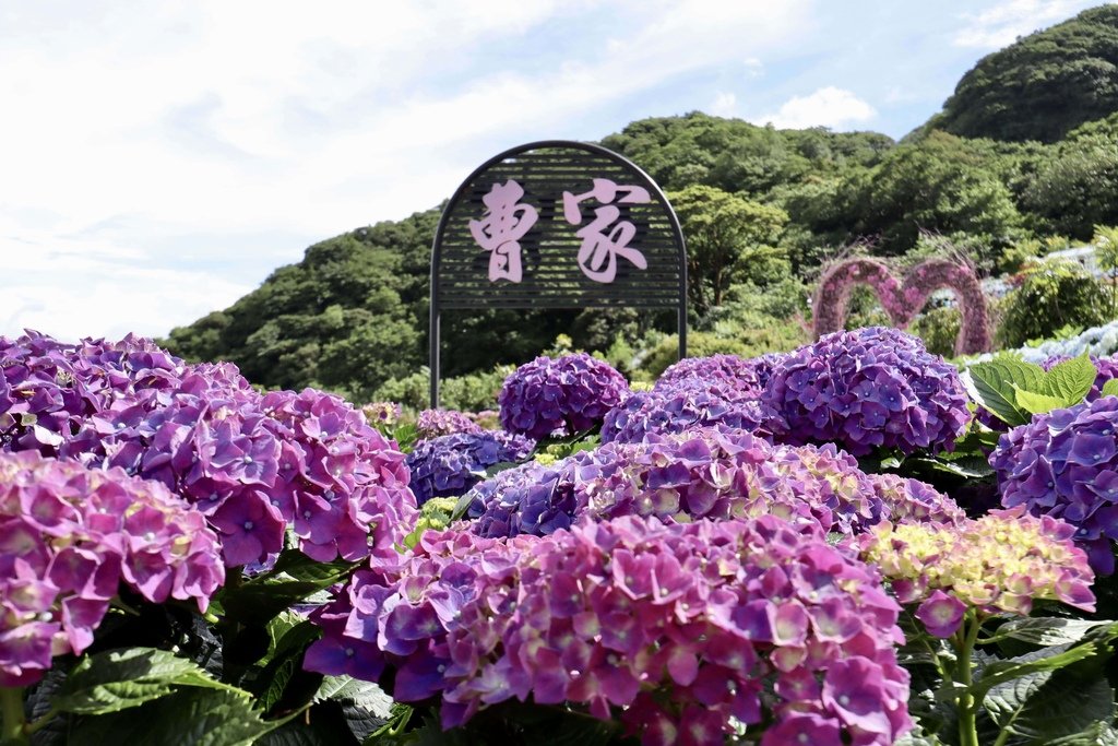 跟著丁小羽去陽明山竹子湖賞繡球花！出發曹家花田香，賞繡球花的好去處