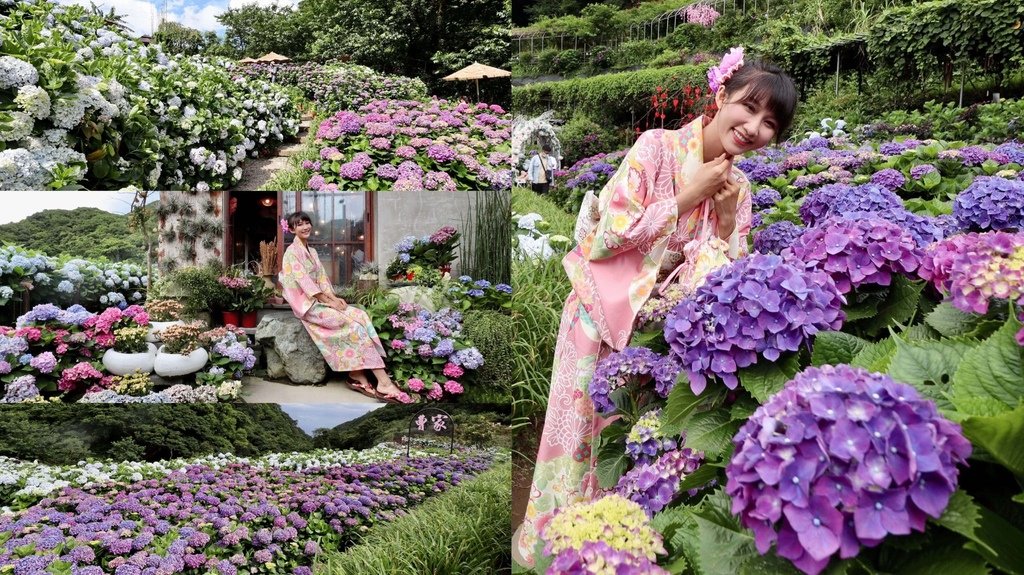 跟著丁小羽去陽明山竹子湖賞繡球花！出發曹家花田香，賞繡球花的好去處