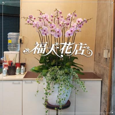 大蘭花-400
