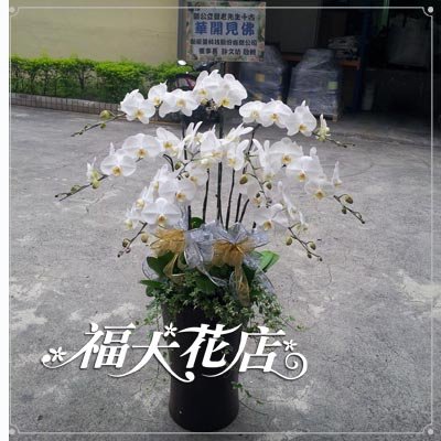 白花-福大