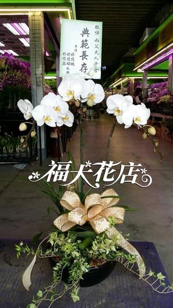 白蘭