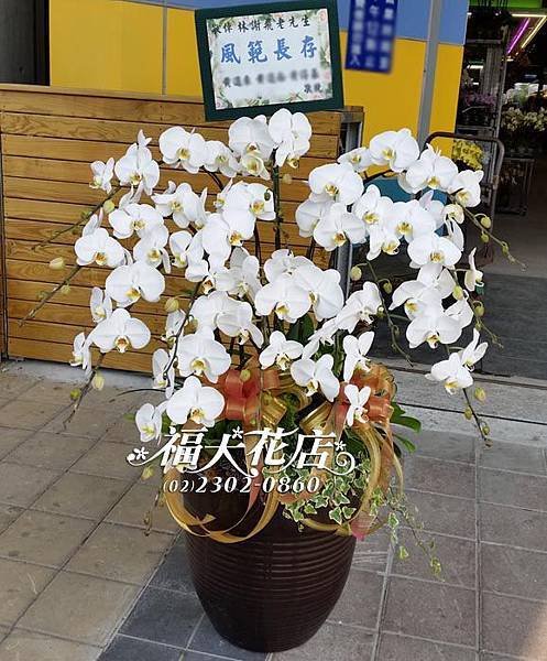 大蘭花-700