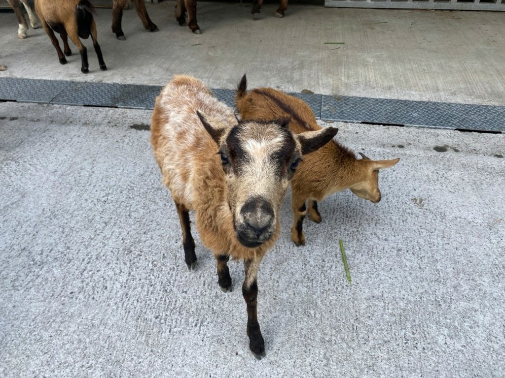 LINE_ALBUM_長埤湖_220720_25.jpg