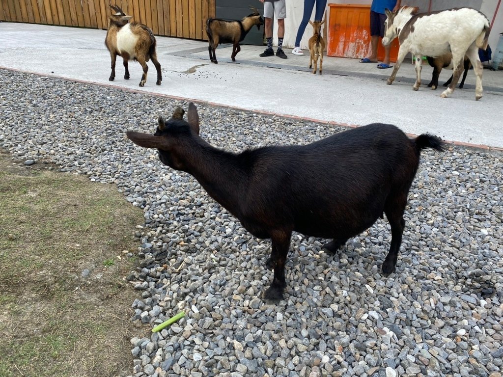 LINE_ALBUM_長埤湖_220720_26.jpg