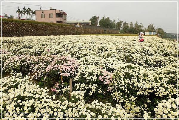 苗栗杭菊051001.JPG