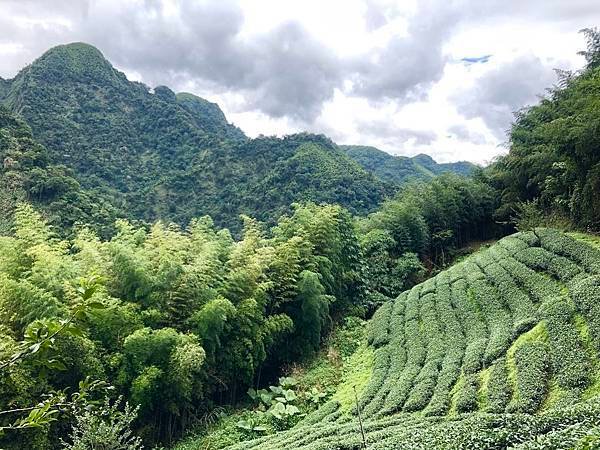 【沐正農場_阿里山高山茶】茶葉常見問題 讓您深入了解高山茶，