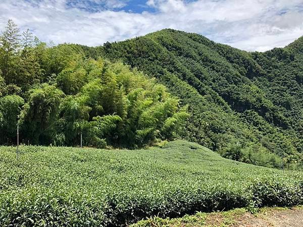 阿里山高山茶