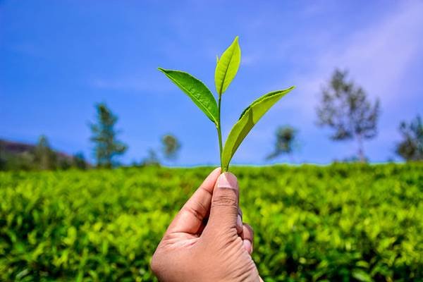 【沐正農場_阿里山高山茶】茶葉常見問題 讓您深入了解高山茶，